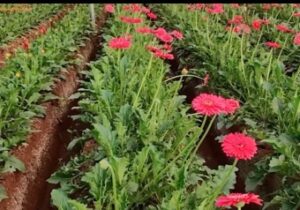 Polyhouse में जरबेरा फूलों की खेती करते किसान