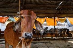 भारत में गौ संरक्षण अभियान का प्रतीकात्मक दृश्यगौशाला में गायों की देखभाल करते लोग
गौ संरक्षण से जुड़ा सामाजिक अभियान
भारतीय गौशाला में गायों का संरक्षण
