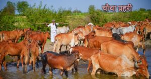 स्वदेशी गायों के साथ डेयरी फार्म पर काम करते किसान और पशुपालक