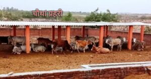 उत्तर प्रदेश की गोशाला में जैविक खाद तैयार करती कृषि सखियां