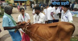 पशु चिकित्सा के छात्र प्रैक्टिकल ट्रेनिंग के दौरान पशुओं की जांच करते हुए।